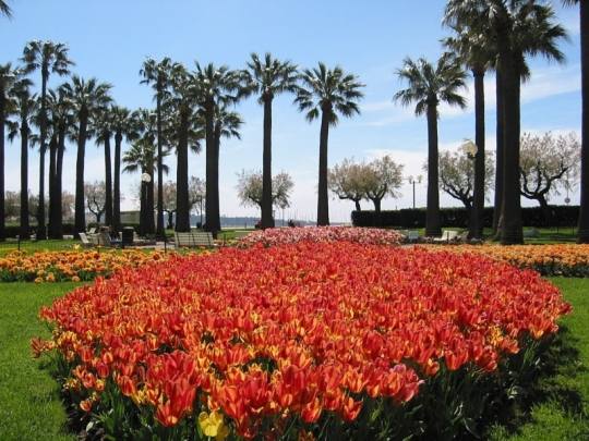 Les jardins de la Croisette au printemps (photo d’archive) : à l’issue du chantier, le boulevard comptera 692 arbres en pleine terre, soit 295 plantations supplémentaires, notamment des pins parasols destinés à développer les zones d’ombre.